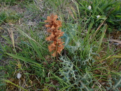 Orobanche amethystea