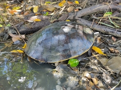 Trachemys grayi grayi