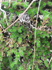 Selaginella hansenii