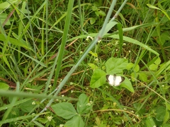 Heliopetes arsalte