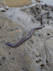 Dermophis oaxacae