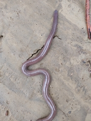 Dermophis oaxacae