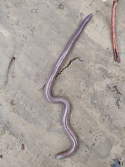 Dermophis oaxacae
