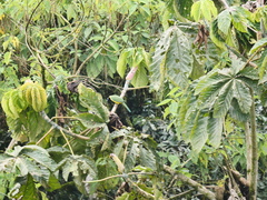 Cyanocorax yncas yncas