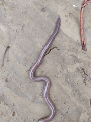 Dermophis oaxacae