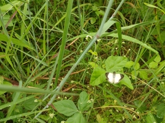 Heliopetes arsalte