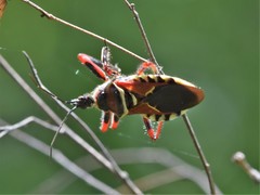 Apiomerus flaviventris