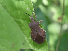 Sethenira ferruginea