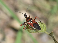 Apiomerus flaviventris