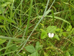 Heliopetes arsalte