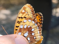 Speyeria cybele pseudocarpenteri