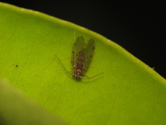 Ectopsocidae