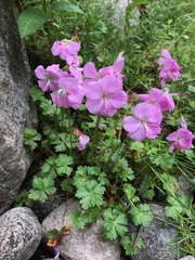 Geranium dalmaticum