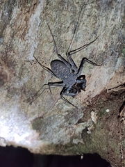 Phrynus operculatus