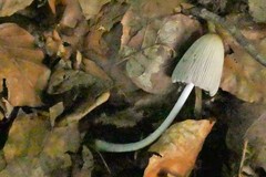 Coprinellus congregatus