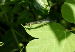 Coenagrion puella
