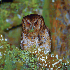 Megascops sanctaecatarinae