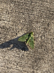 Euchloron megaera