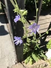 Cichorium intybus