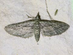 Eupithecia longidens