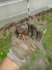 Aspidoscelis communis