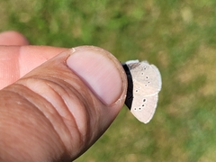 Glaucopsyche lygdamus couperi