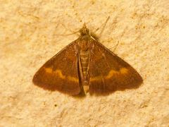 Pyrausta pseuderosnealis