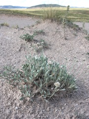 Eriogonum pauciflorum