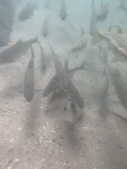Brycon costaricensis