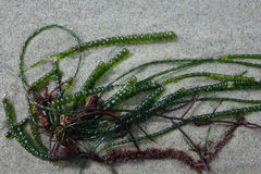 Chaetomorpha coliformis