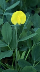 Arachis duranensis