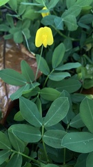 Arachis duranensis