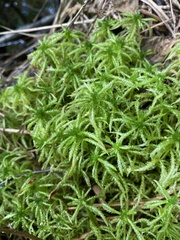 Sphagnum affine