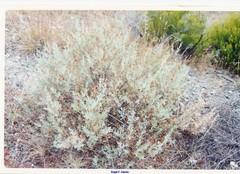 Cistus lasianthus alyssoides