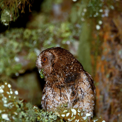 Megascops sanctaecatarinae