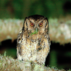 Megascops sanctaecatarinae