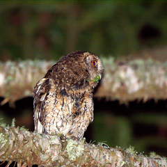 Megascops sanctaecatarinae