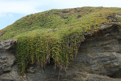 Disphyma australe australe