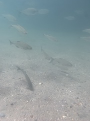 Brycon costaricensis