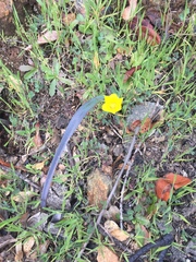 Calochortus monophyllus