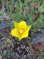 Calochortus monophyllus