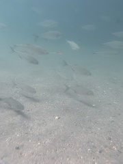 Brycon costaricensis