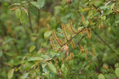 Salix pseudomonticola