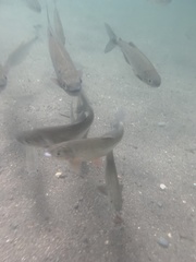 Brycon costaricensis