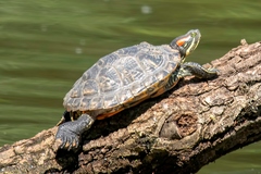 Trachemys scripta