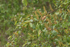 Salix pseudomonticola