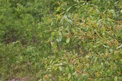 Salix pseudomonticola