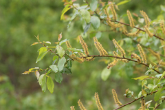 Salix pseudomonticola