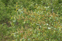 Salix pseudomonticola