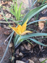 Calochortus monophyllus